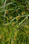 Manyflower flatsedge